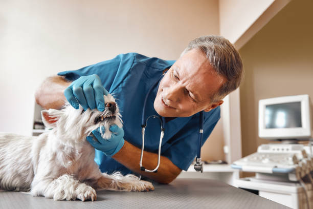 Best Emergency Treatment for Oral Infections in Dixon, CA